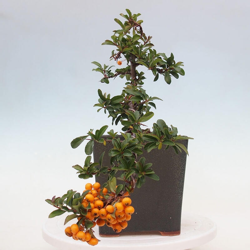 Venkovní bonsai - Pyracantha teton - Hlohyně šarlatová