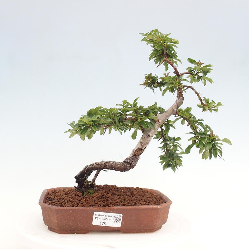 Venkovní bonsai - Pyracantha teton - Hlohyně šarlatová