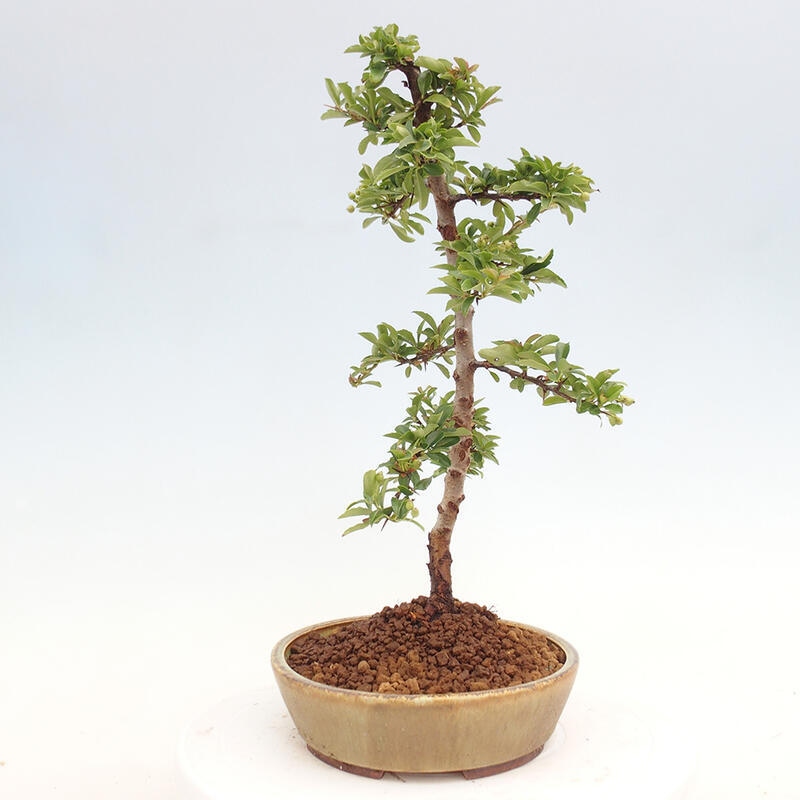 Venkovní bonsai - Pyracantha teton - Hlohyně šarlatová