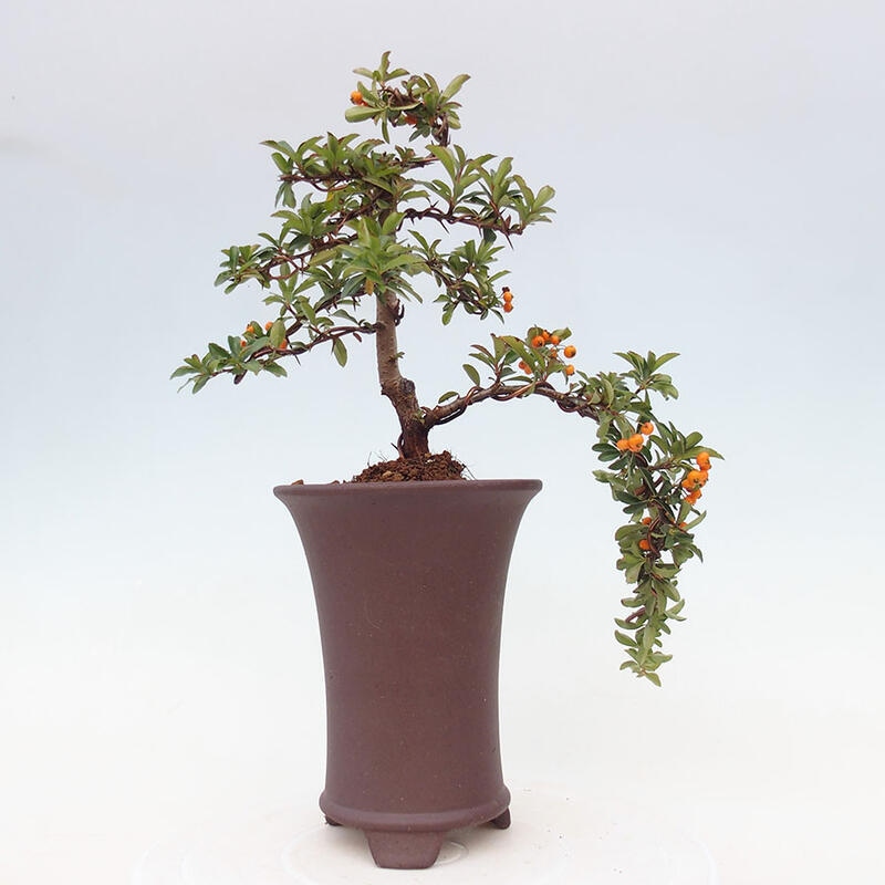 Venkovní bonsai - Pyracantha teton - Hlohyně šarlatová