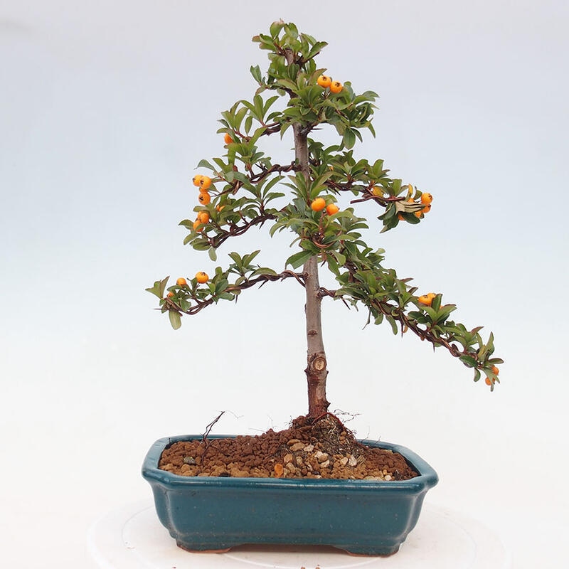 Venkovní bonsai - Pyracantha teton - Hlohyně šarlatová