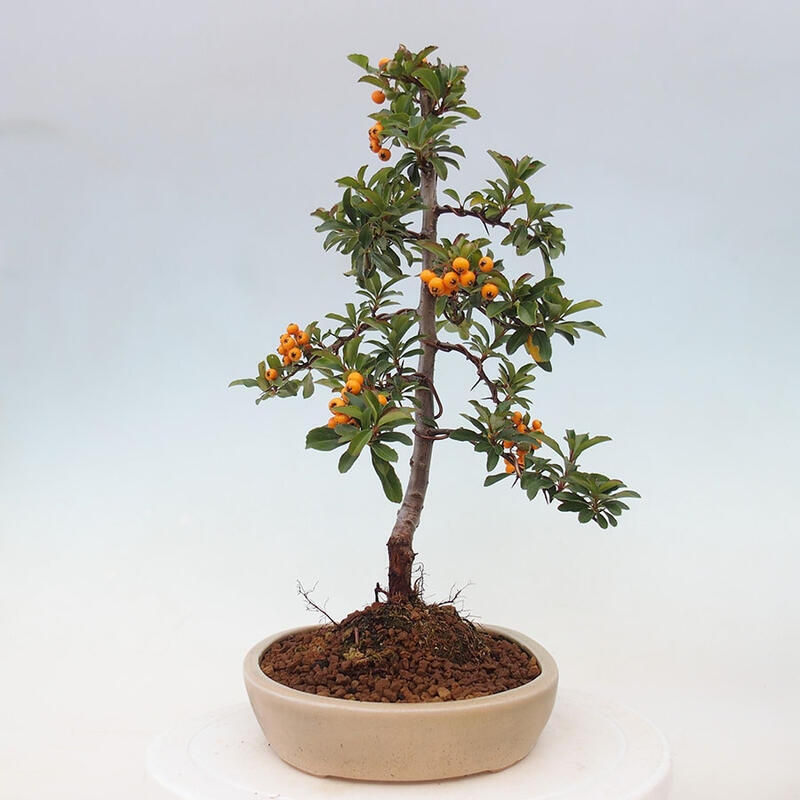 Venkovní bonsai - Pyracantha teton - Hlohyně šarlatová