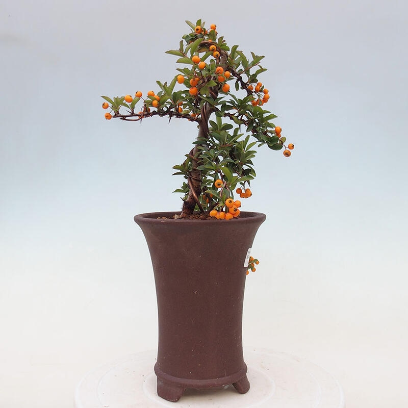 Venkovní bonsai - Pyracantha teton - Hlohyně šarlatová