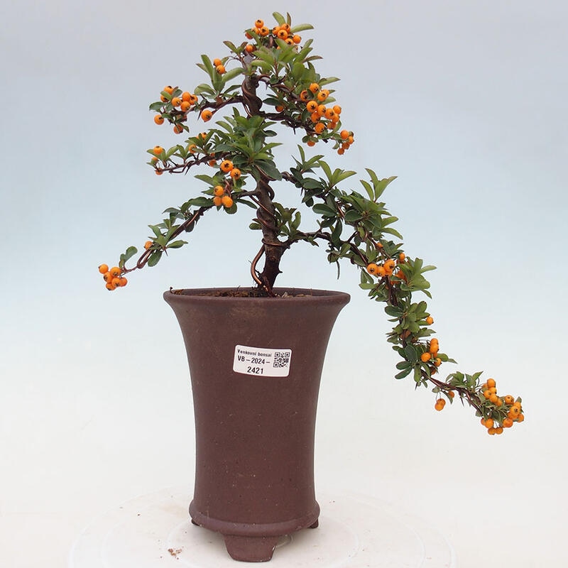 Venkovní bonsai - Pyracantha teton - Hlohyně šarlatová