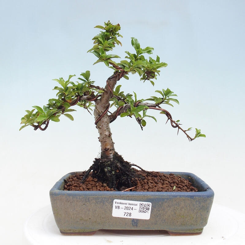 Venkovní bonsai - Pyracantha teton - Hlohyně šarlatová