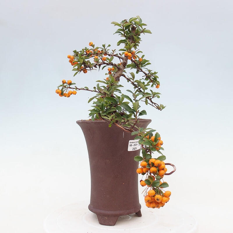 Venkovní bonsai - Pyracantha teton - Hlohyně šarlatová