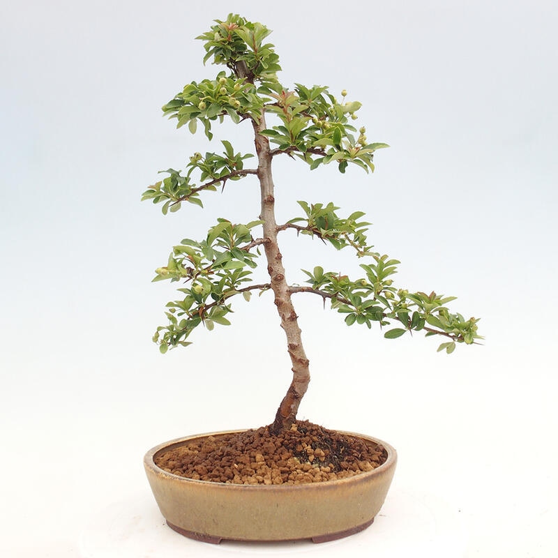 Venkovní bonsai - Pyracantha teton - Hlohyně šarlatová