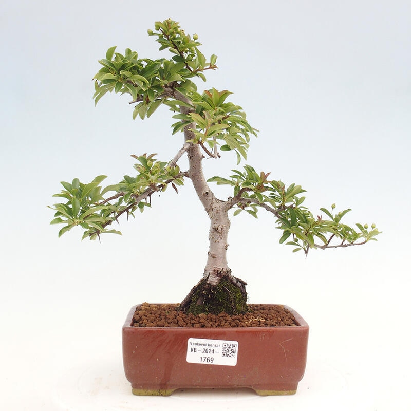 Venkovní bonsai - Pyracantha teton - Hlohyně šarlatová