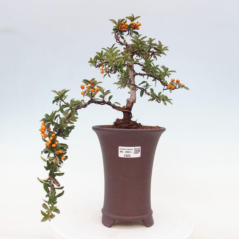 Venkovní bonsai - Pyracantha teton - Hlohyně šarlatová