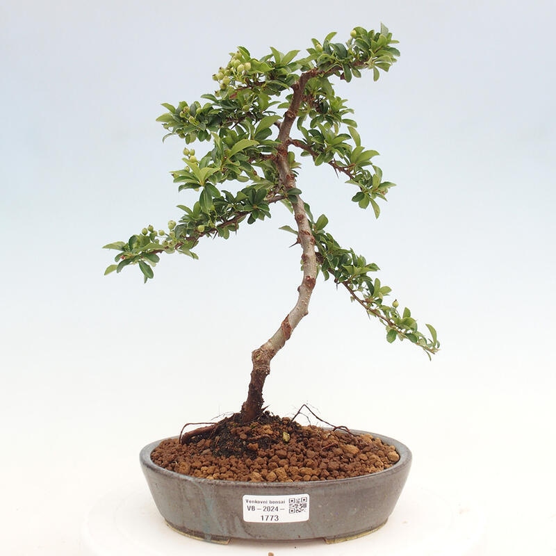 Venkovní bonsai - Pyracantha teton - Hlohyně šarlatová