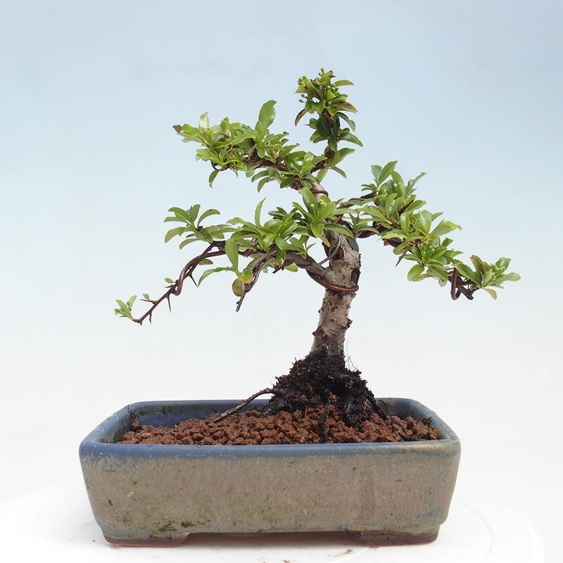 Venkovní bonsai - Pyracantha teton - Hlohyně šarlatová