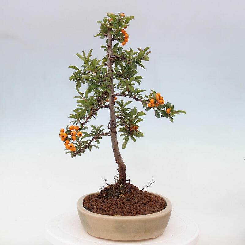 Venkovní bonsai - Pyracantha teton - Hlohyně šarlatová