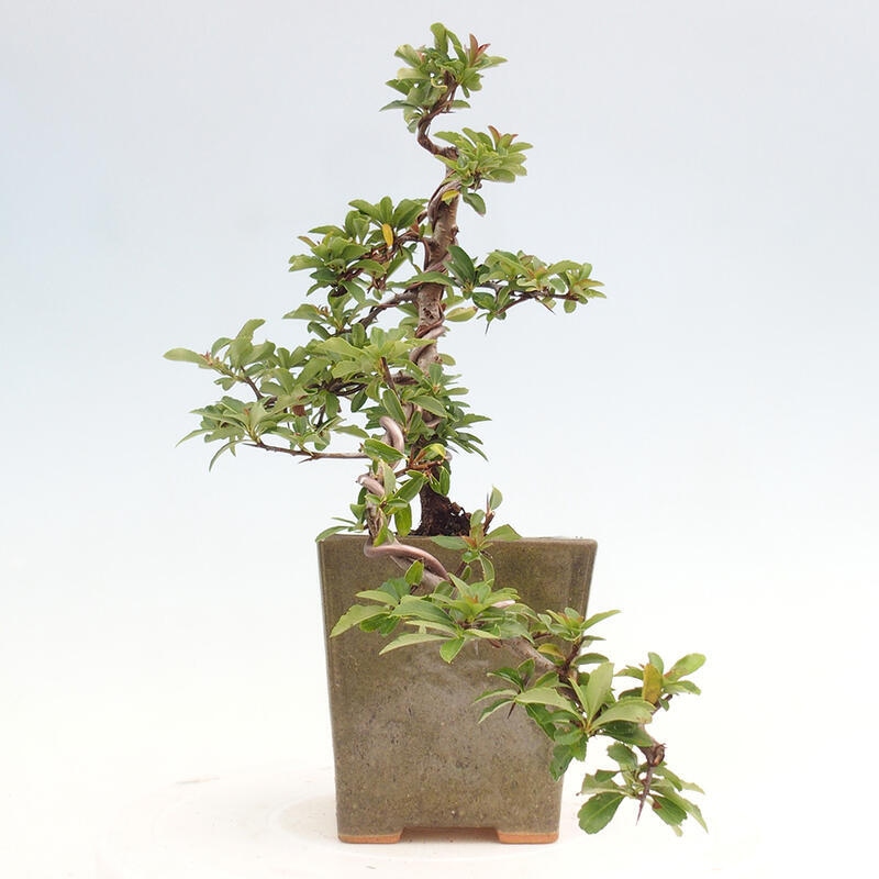 Venkovní bonsai - Pyracantha teton - Hlohyně šarlatová