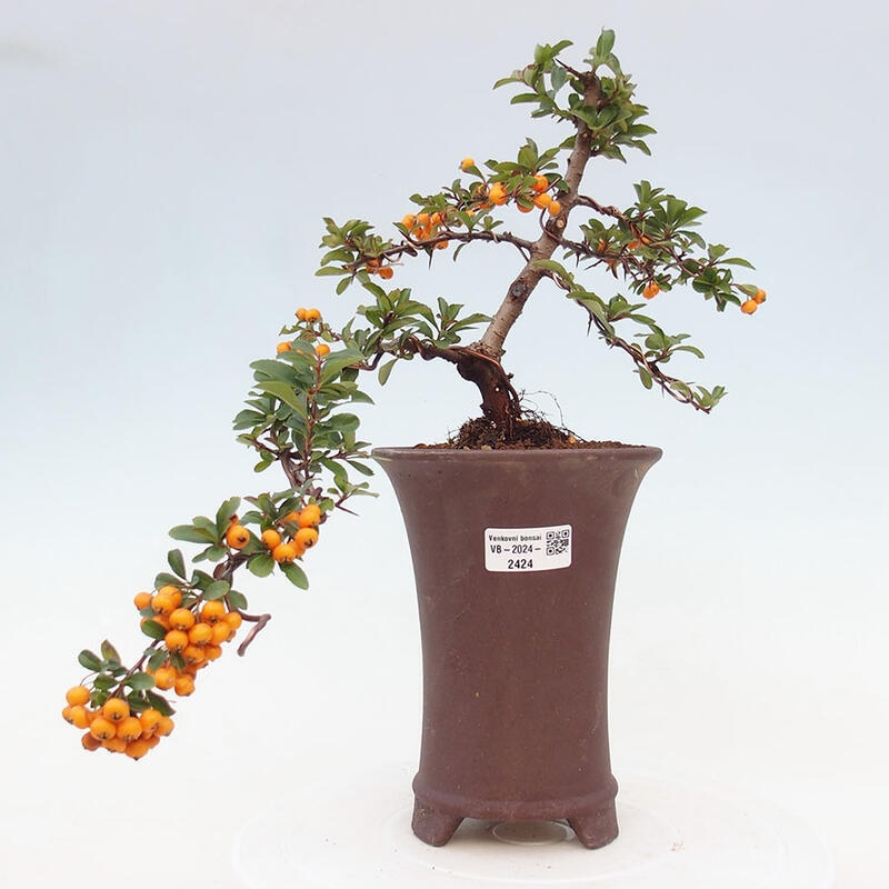 Venkovní bonsai - Pyracantha teton - Hlohyně šarlatová