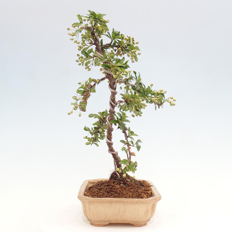 Venkovní bonsai - Pyracantha teton - Hlohyně šarlatová