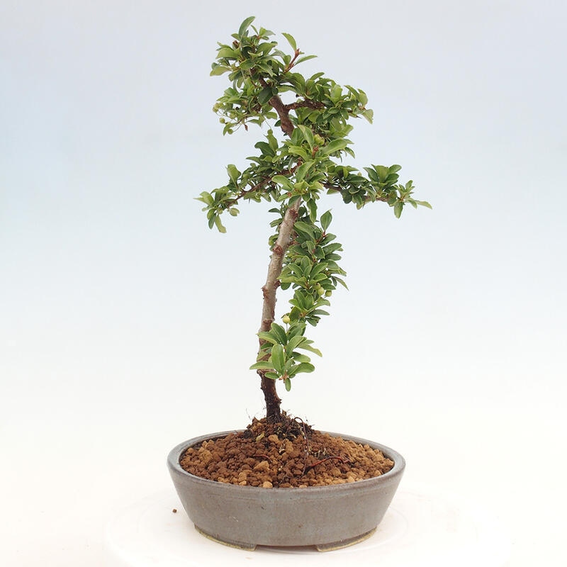 Venkovní bonsai - Pyracantha teton - Hlohyně šarlatová