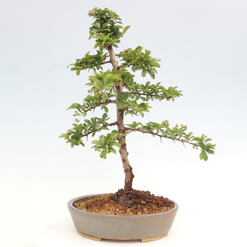 Venkovní bonsai - Pyracantha teton - Hlohyně šarlatová