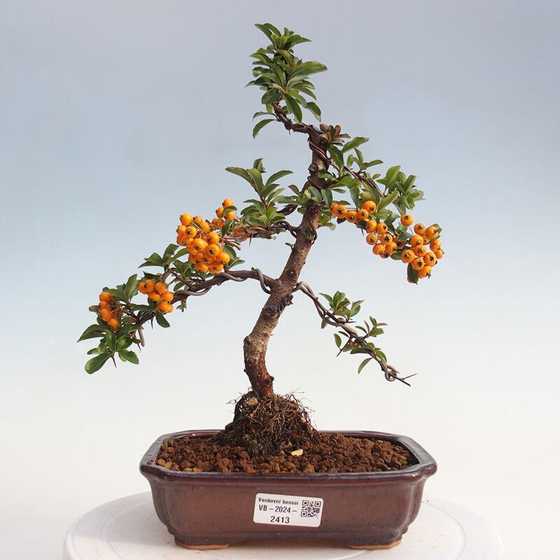 Venkovní bonsai - Pyracantha teton - Hlohyně šarlatová