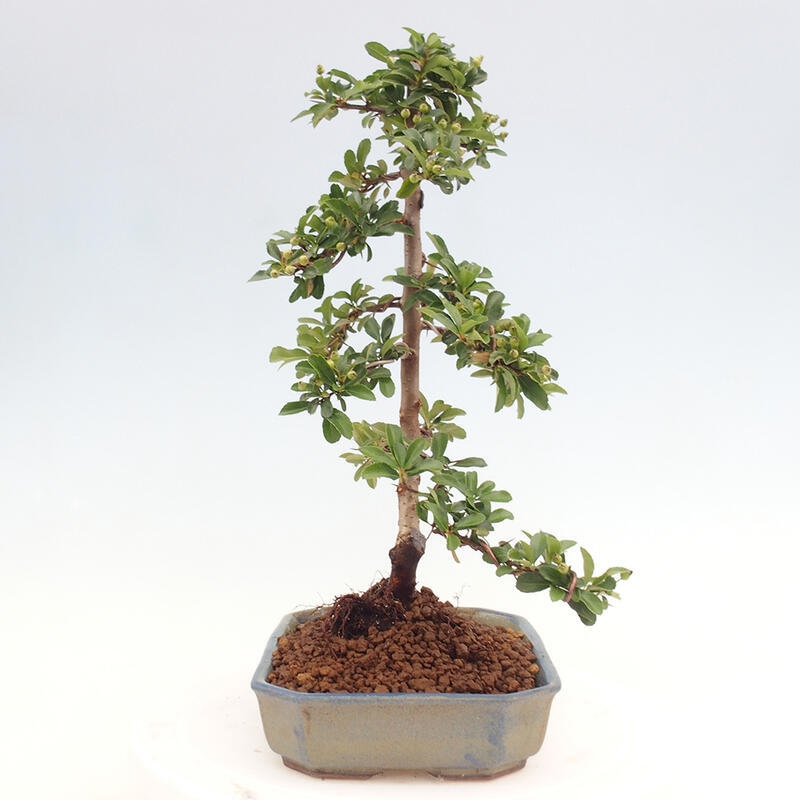 Venkovní bonsai - Pyracantha teton - Hlohyně šarlatová