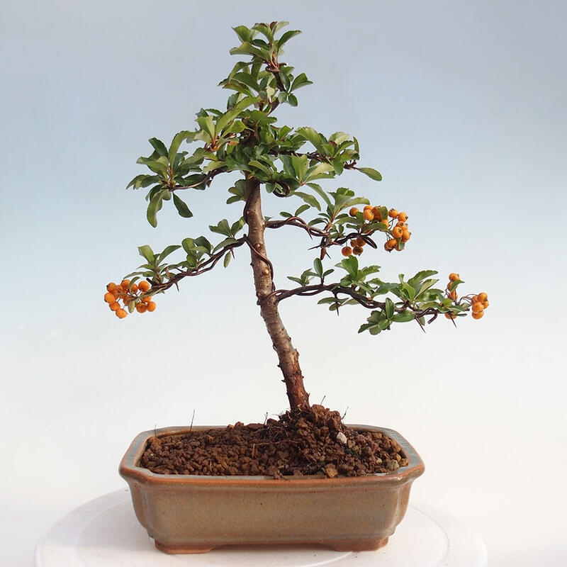 Venkovní bonsai - Pyracantha teton - Hlohyně šarlatová