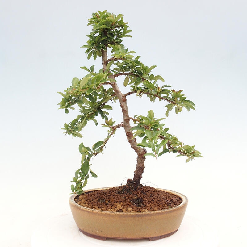 Venkovní bonsai - Pyracantha teton - Hlohyně šarlatová