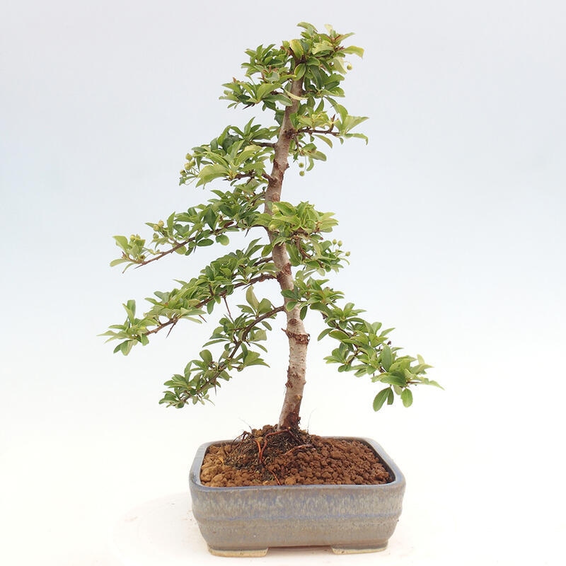 Venkovní bonsai - Pyracantha teton - Hlohyně šarlatová