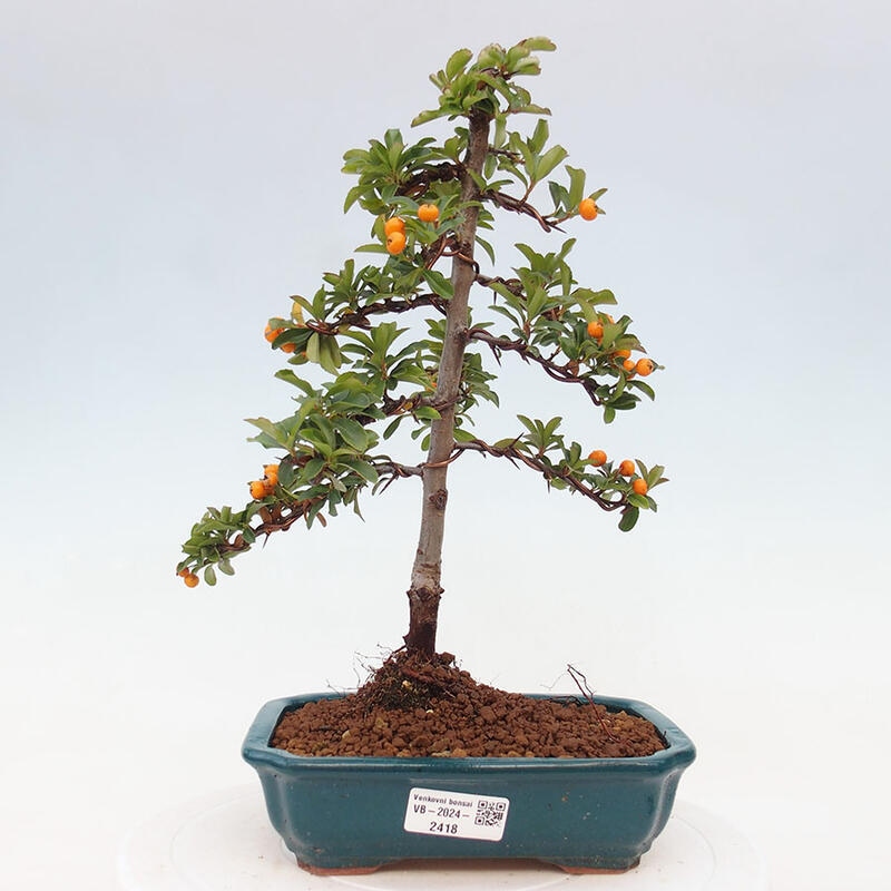 Venkovní bonsai - Pyracantha teton - Hlohyně šarlatová