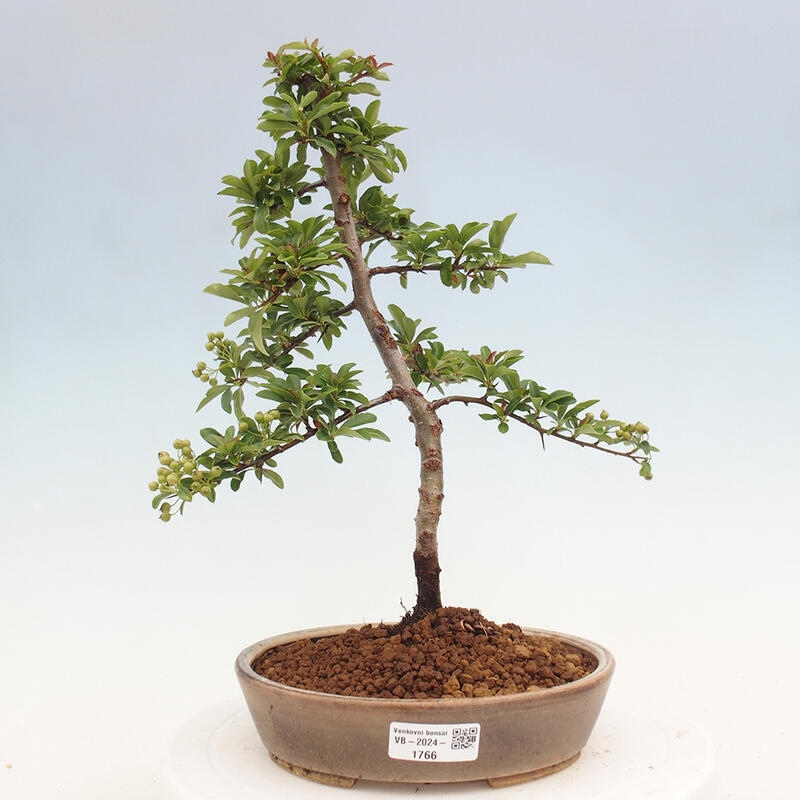 Venkovní bonsai - Pyracantha teton - Hlohyně šarlatová