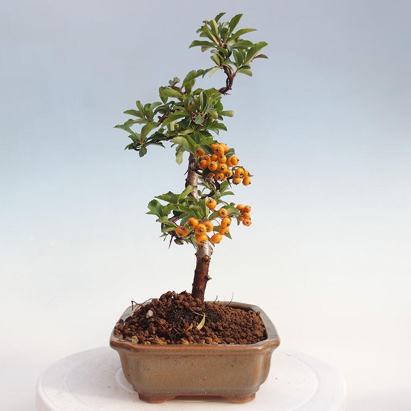 Venkovní bonsai - Pyracantha teton - Hlohyně šarlatová