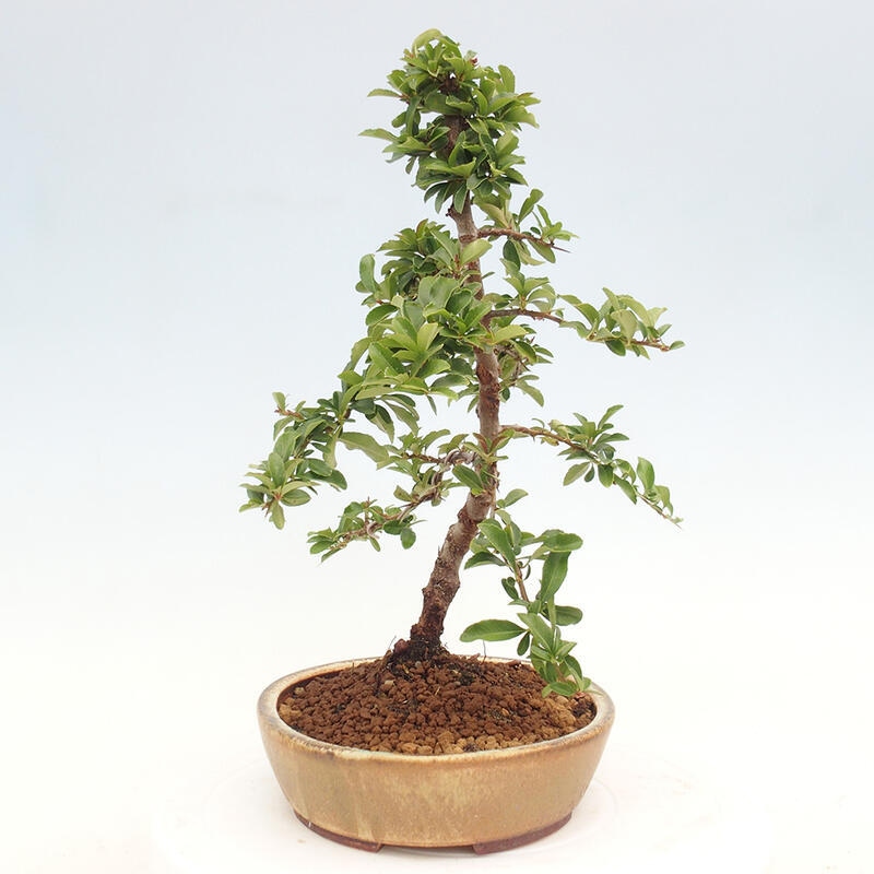 Venkovní bonsai - Pyracantha teton - Hlohyně šarlatová