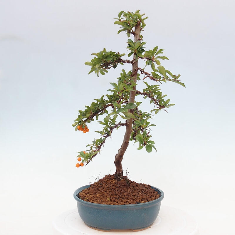 Venkovní bonsai - Pyracantha teton - Hlohyně šarlatová