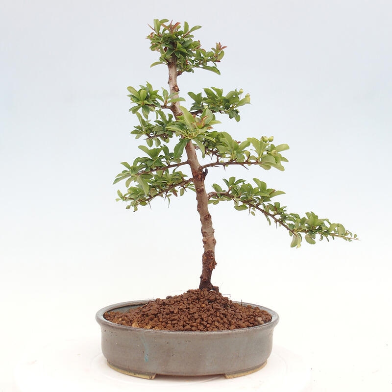 Venkovní bonsai - Pyracantha teton - Hlohyně šarlatová