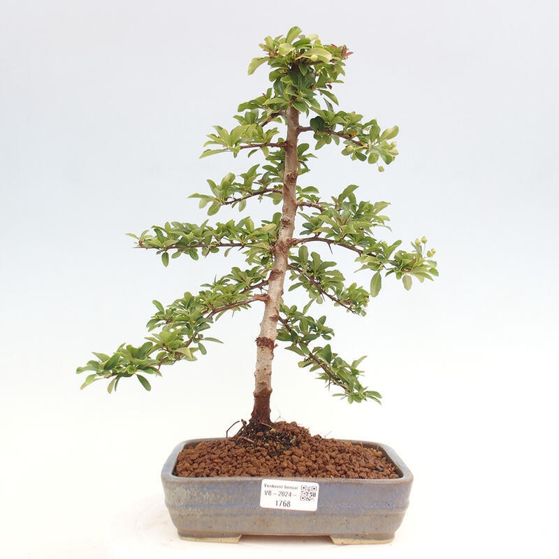 Venkovní bonsai - Pyracantha teton - Hlohyně šarlatová