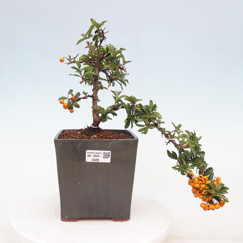 Venkovní bonsai - Pyracantha teton - Hlohyně šarlatová