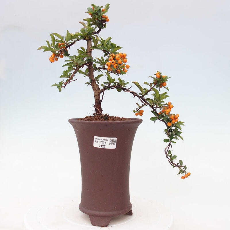 Venkovní bonsai - Pyracantha teton - Hlohyně šarlatová