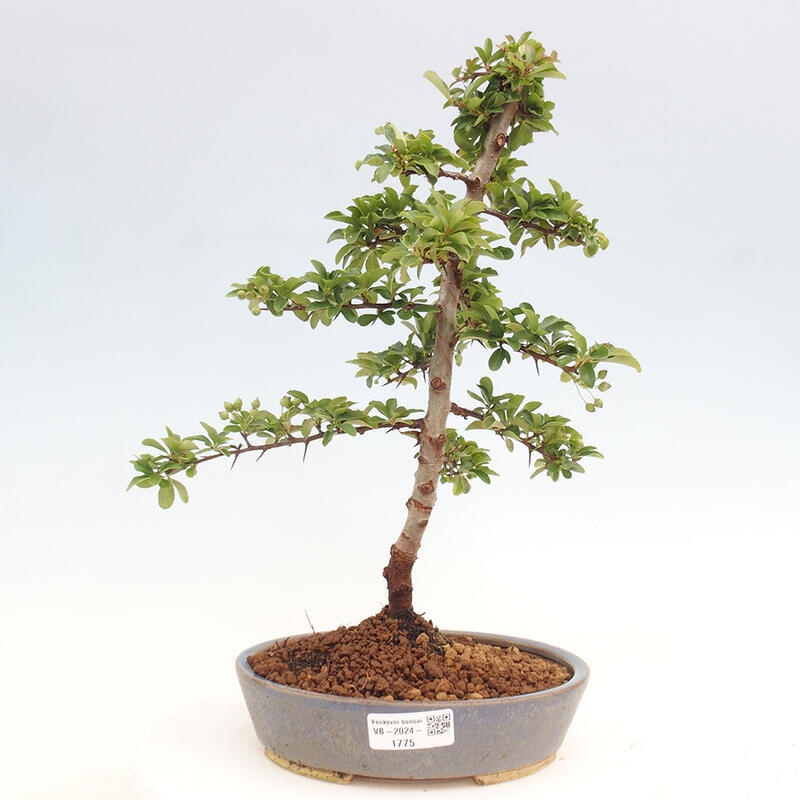 Venkovní bonsai - Pyracantha teton - Hlohyně šarlatová