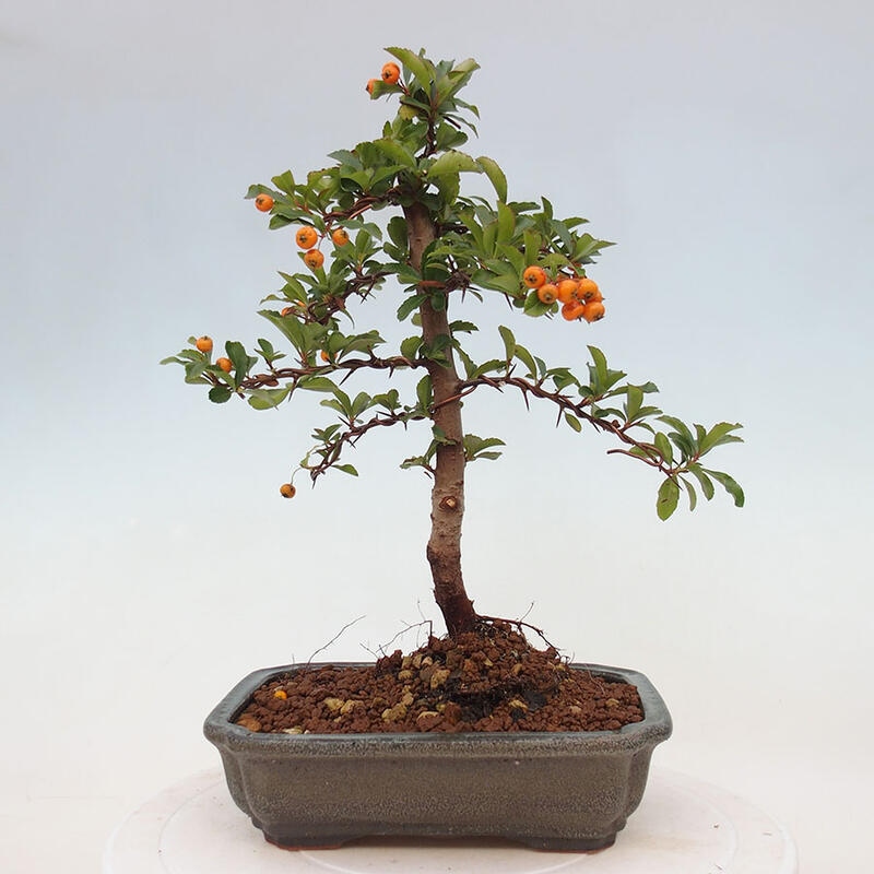 Venkovní bonsai - Pyracantha teton - Hlohyně šarlatová