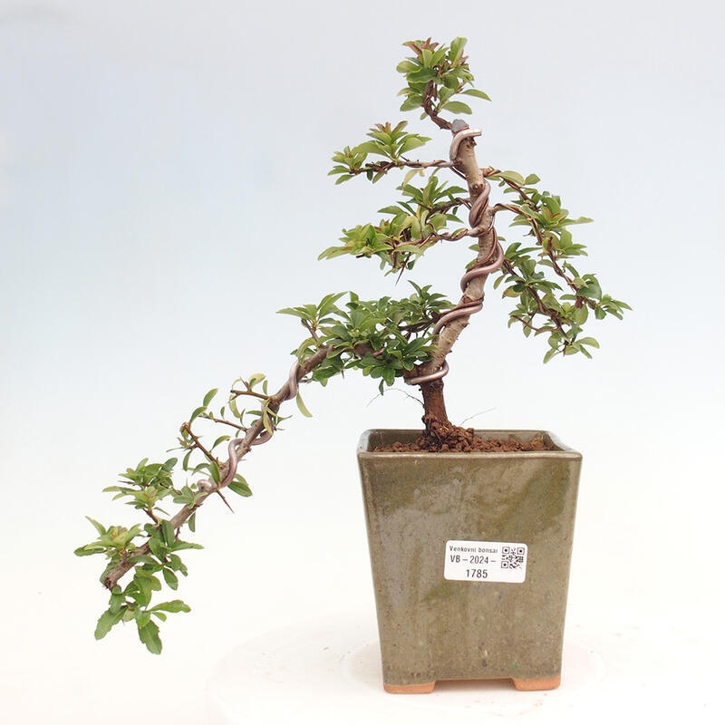 Venkovní bonsai - Pyracantha teton - Hlohyně šarlatová