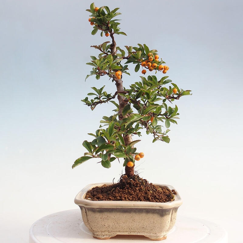 Venkovní bonsai - Pyracantha teton - Hlohyně šarlatová