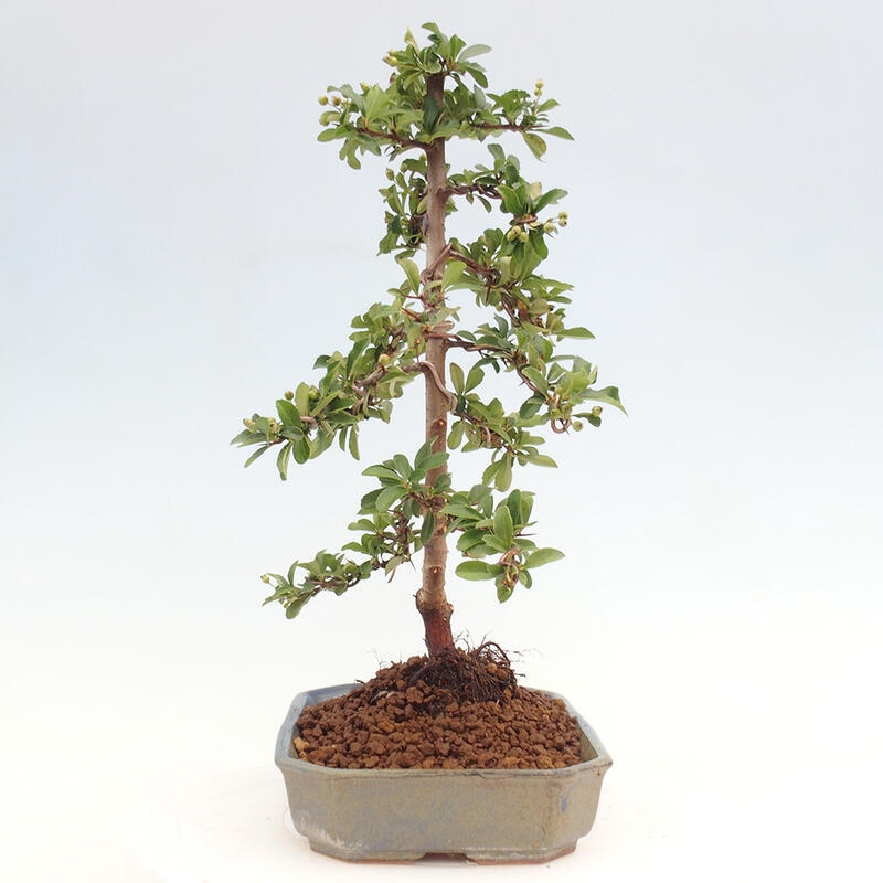 Venkovní bonsai - Pyracantha teton - Hlohyně šarlatová