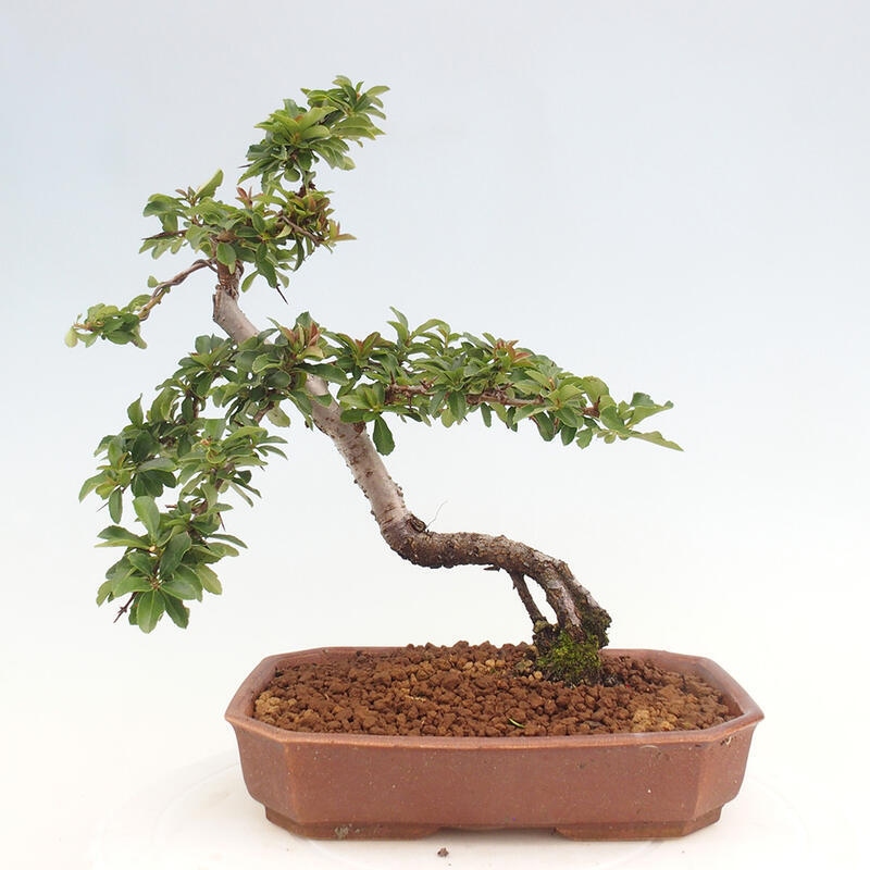 Venkovní bonsai - Pyracantha teton - Hlohyně šarlatová