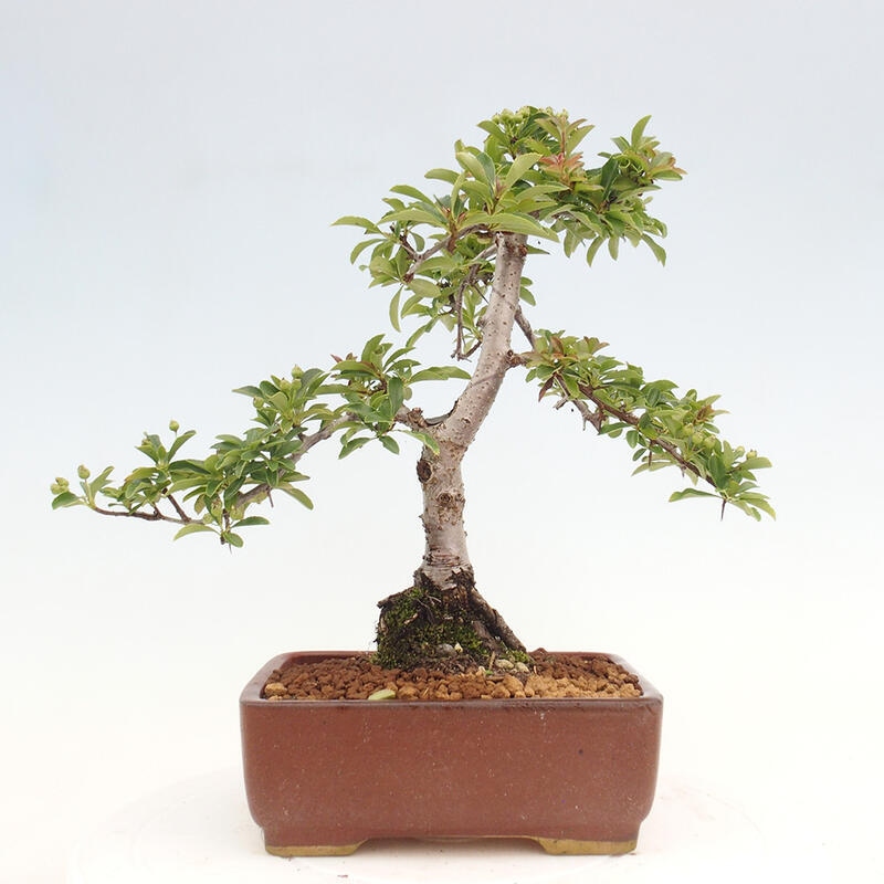 Venkovní bonsai - Pyracantha teton - Hlohyně šarlatová