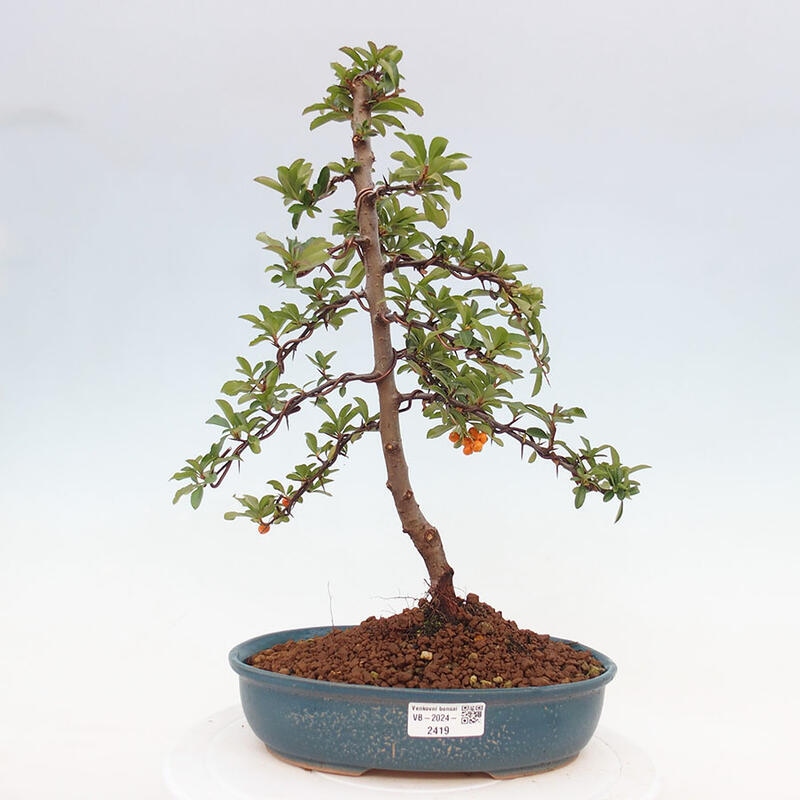 Venkovní bonsai - Pyracantha teton - Hlohyně šarlatová