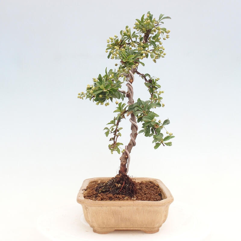 Venkovní bonsai - Pyracantha teton - Hlohyně šarlatová