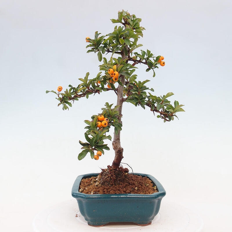 Venkovní bonsai - Pyracantha teton - Hlohyně šarlatová