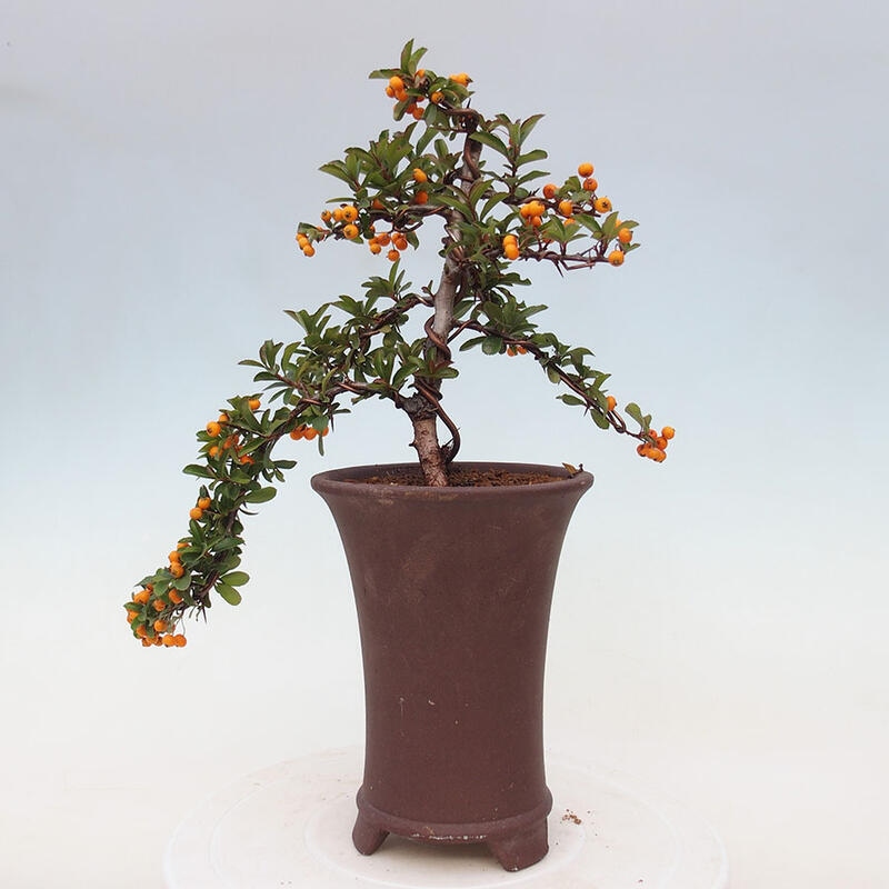 Venkovní bonsai - Pyracantha teton - Hlohyně šarlatová