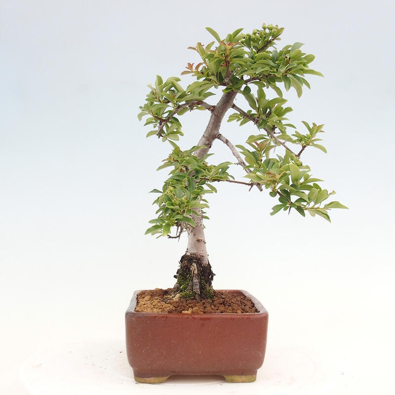 Venkovní bonsai - Pyracantha teton - Hlohyně šarlatová