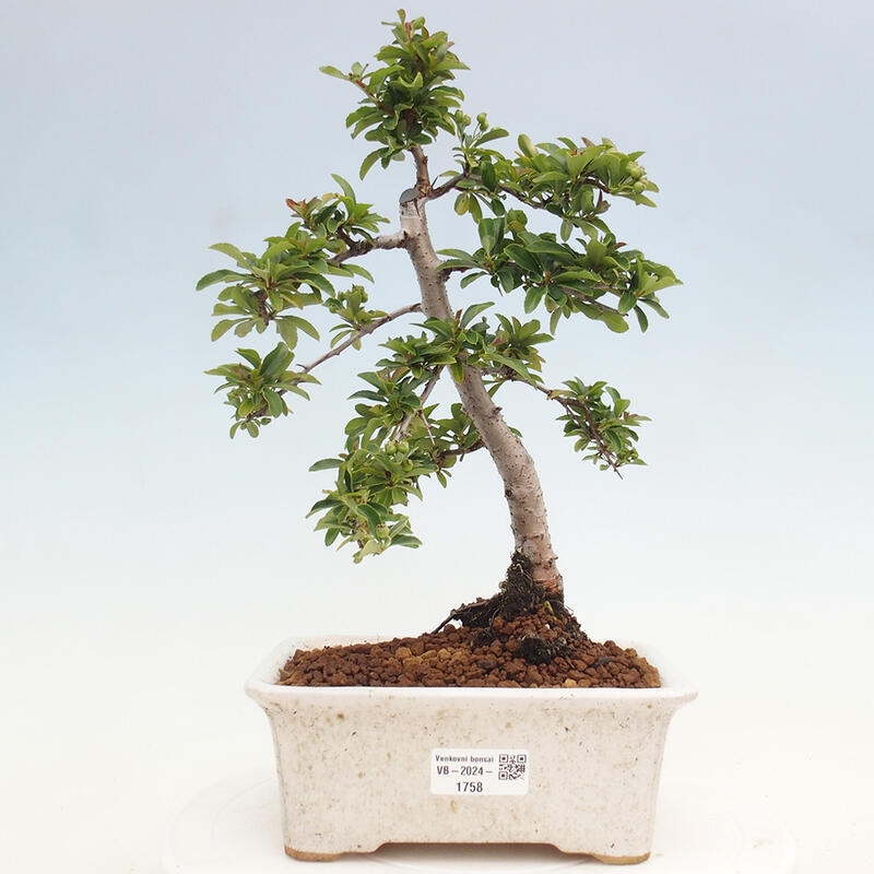 Venkovní bonsai - Pyracantha teton - Hlohyně šarlatová