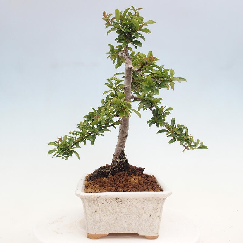 Venkovní bonsai - Pyracantha teton - Hlohyně šarlatová