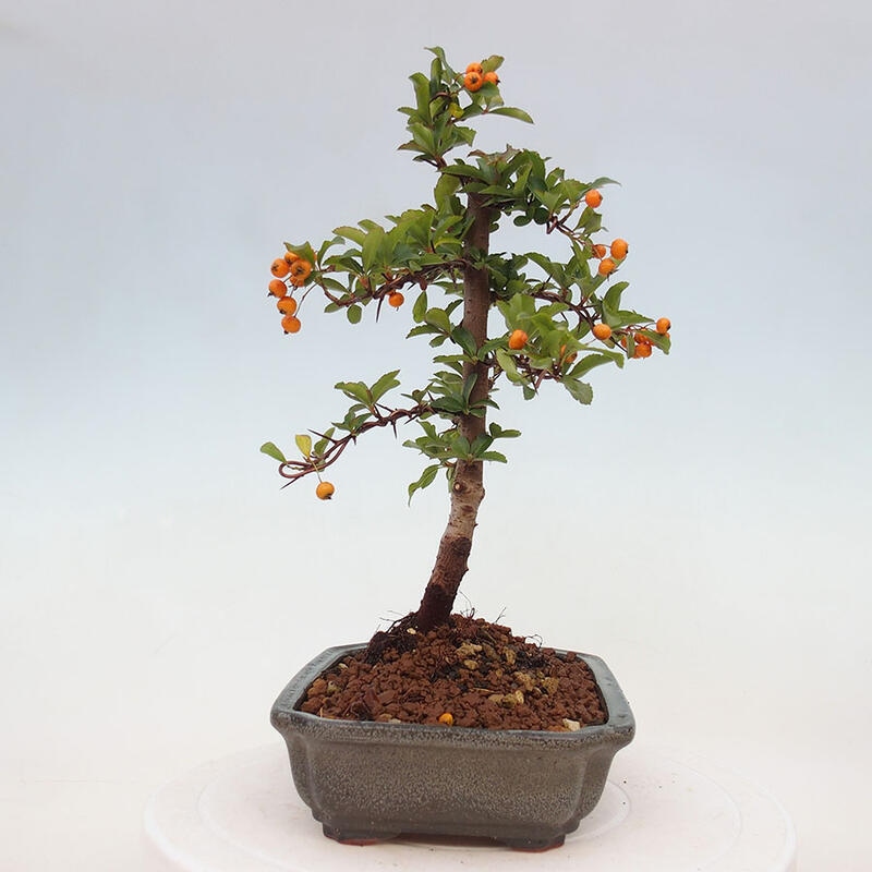 Venkovní bonsai - Pyracantha teton - Hlohyně šarlatová